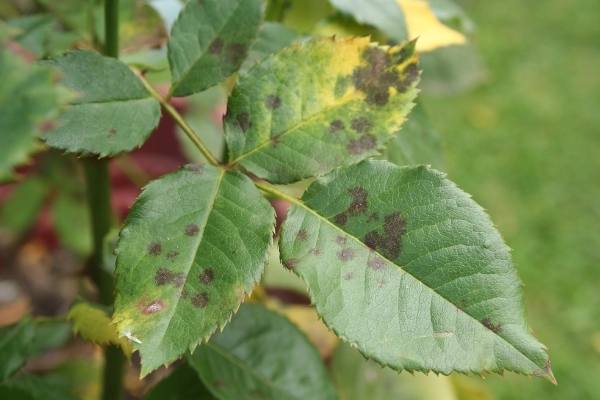 Black Spots on Roses