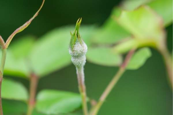 Powdery Mildew on Roses