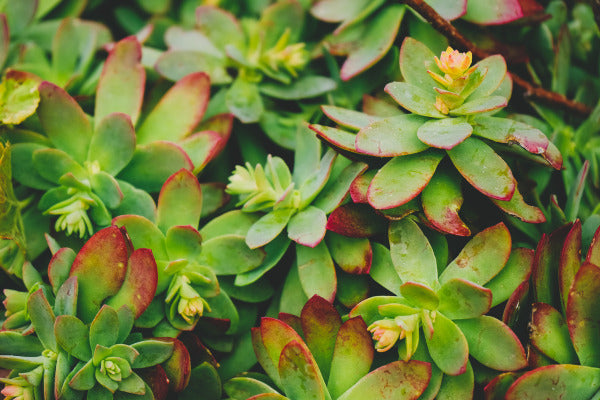 Frost Tolerant Succulents
