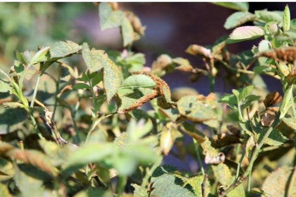 Common Rose Leaf Problems