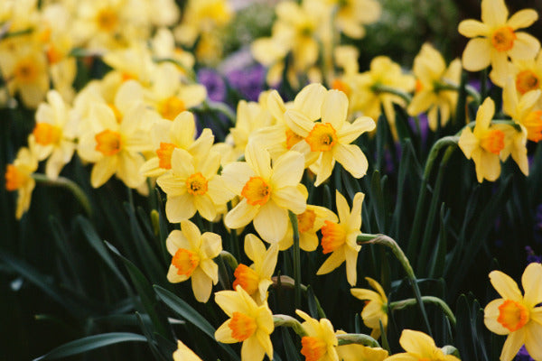 6 Types of Daffodils You Need To Know