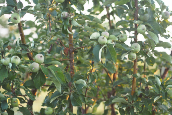 How To Plant Bare Root Trees