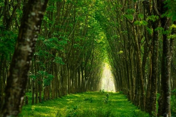 What You Need to Know About Nitrogen Deficiency in Plants