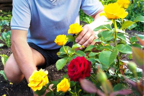 Fertilising Roses