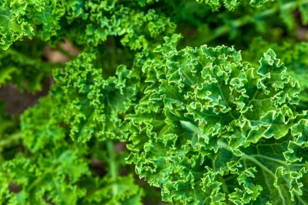 Frost Tolerant Vegetables