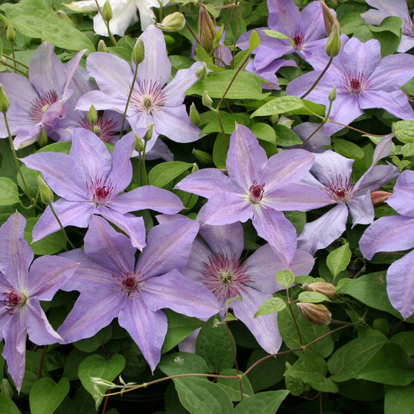 Understanding the Different Types of Clematis