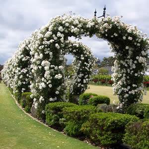 Best Spring-Flowering Climbers For Arches And Pergolas