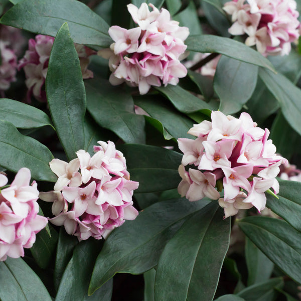 Best Flowers to Plant in Winter Australia