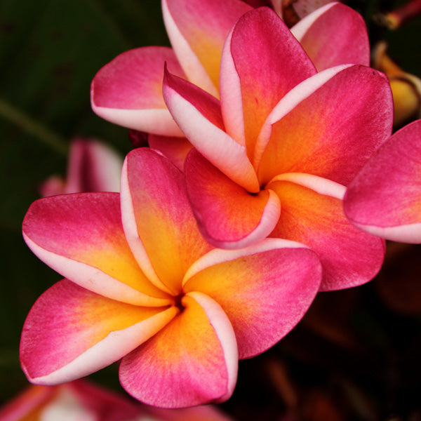 A Flourish of Frangipanis - Types of Frangipanis