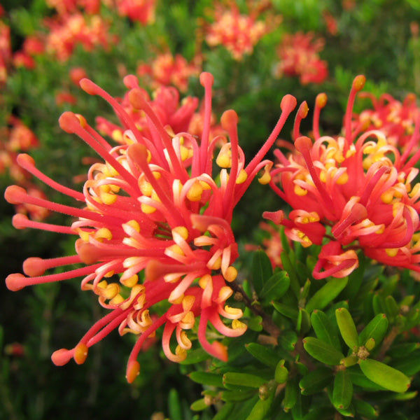 Caring for Your Plants Over the Summer Holidays