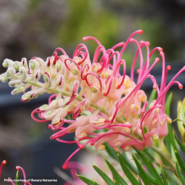 Types and Colours of Grevillea