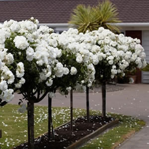 The Ultimate Guide to Patio Roses
