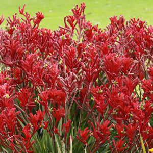 Kangaroo Paw Colours and Varieties