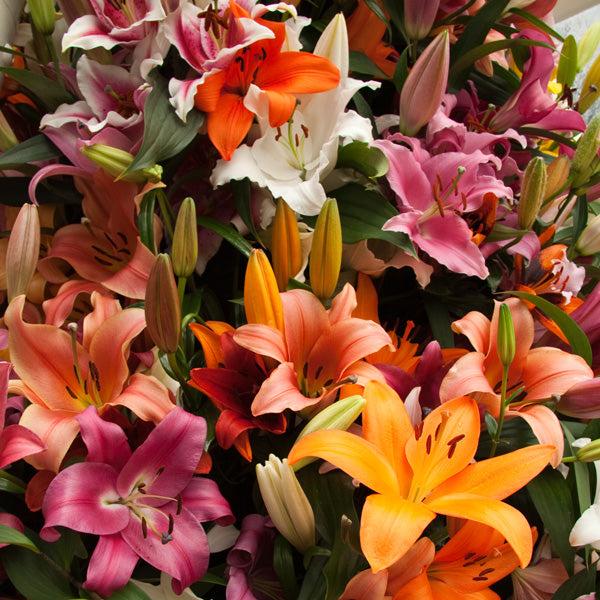 What is a Lilium and How is it Different from a Lily?