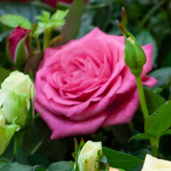 Bare Root vs. Potted Roses