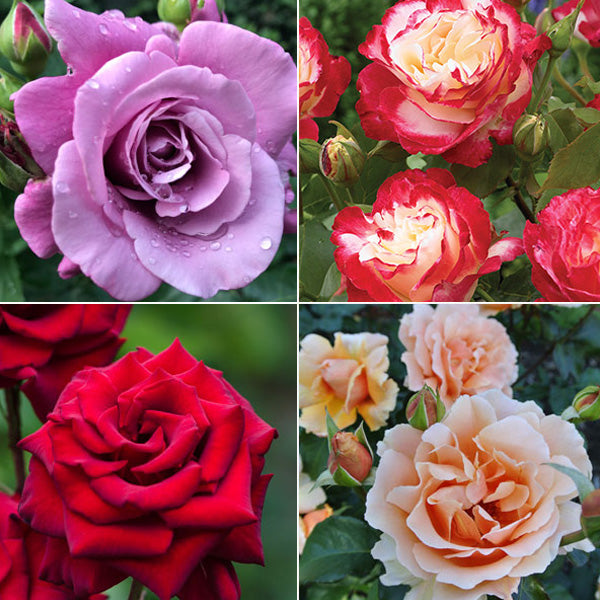 Most Fragrant Roses for Your Garden
