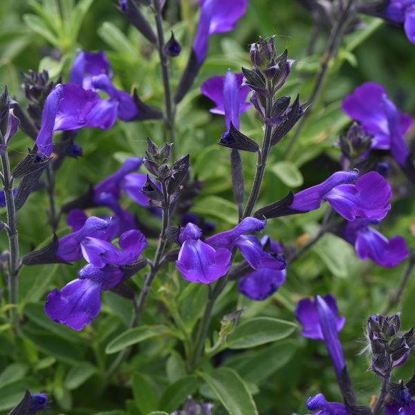 Salvias For Long-Lasting Colour