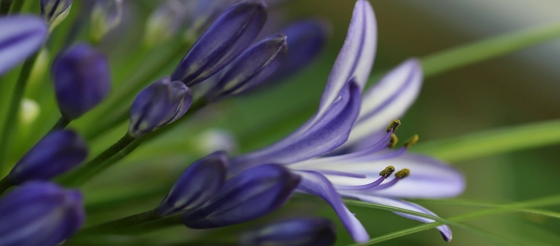 Are All Agapanthus Plants Invasive?