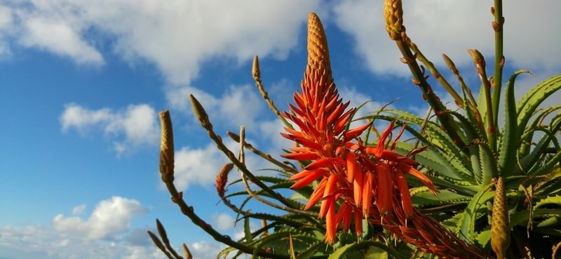 Top Drought-Proof Plants for Summer