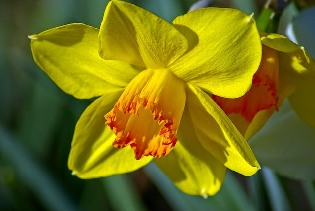 How To Grow Spring Flowering Bulbs