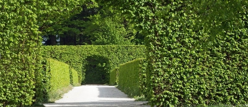 Best Fast-Growing Hedge Plants