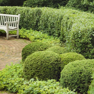 How to Grow a Hedge