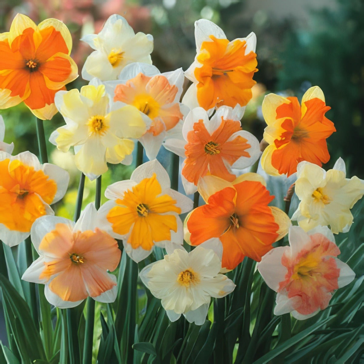 Design A Spring Bulb Colour Theme For Pots And Borders