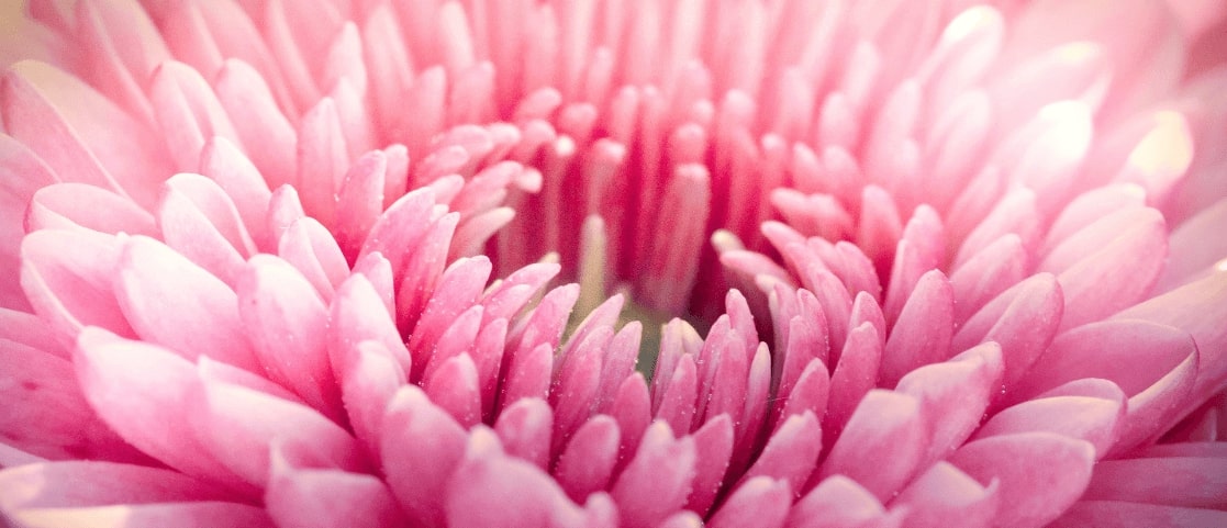 9 Types of Dahlias