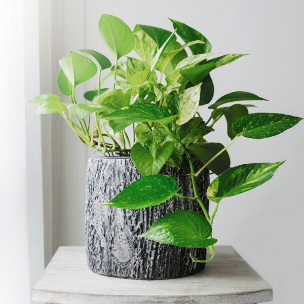 The Best Hanging Plants to Liven Up Your Garden & Home