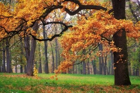 Small Ornamental Trees