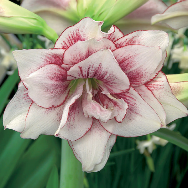 Hippeastrum Diseases