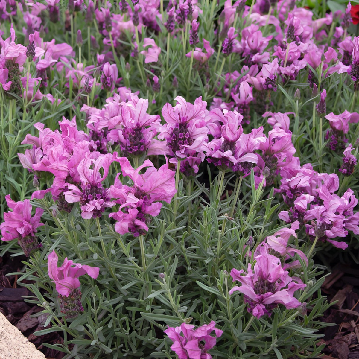 Lavender Varieties For Bee-Friendly Borders