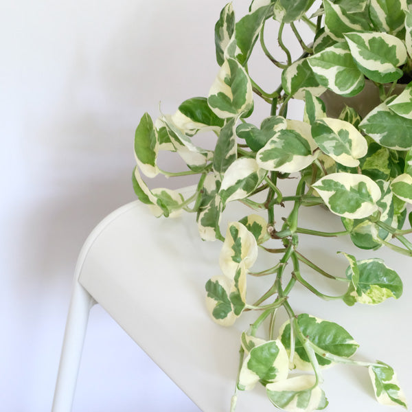 Easy-Care Indoor Plants to Brighten Your Home