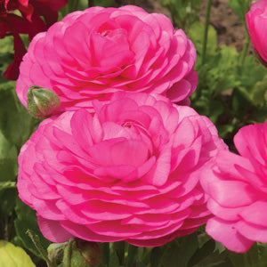 Tools For Planting Bulbs