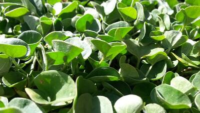 Dichondra repens: Is it invasive?
