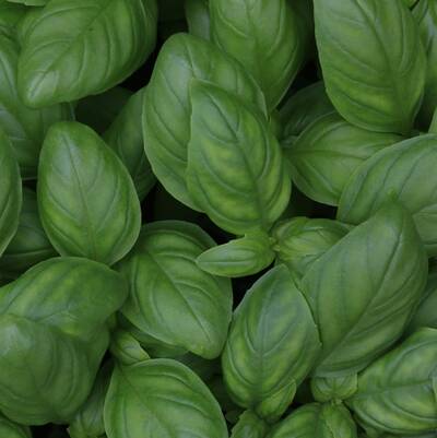 Planting Herbs In Spring