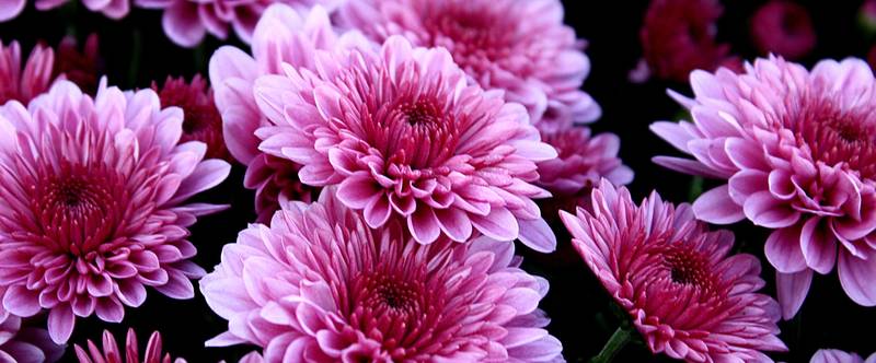 Best Dahlia Companion Plant