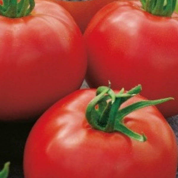 Companion Planting In Spring