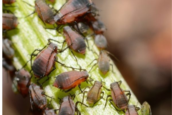 Aphids on Roses