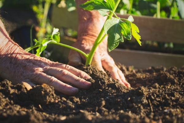 The Power of Gardening Condiments - Fertilisers, Tonics & Soil Improvers