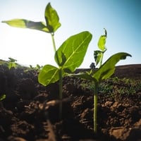 Effects of Soil pH on Plant Growth