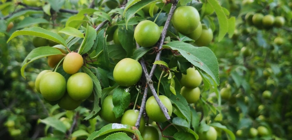 How To Prune Fruit Trees