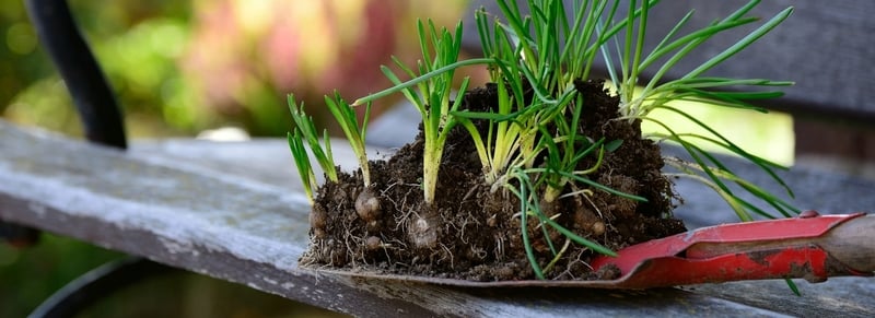 Best Bulbs to Plant in Autumn