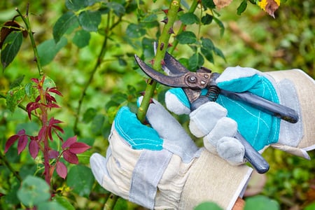 Pruning Roses in Summer