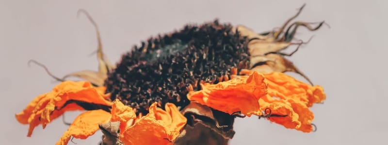 How to Take Care of Plants in Summer