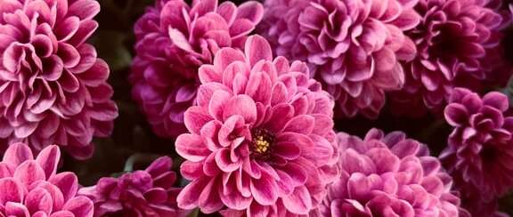 Top 10 Bulbs To Plant In Spring