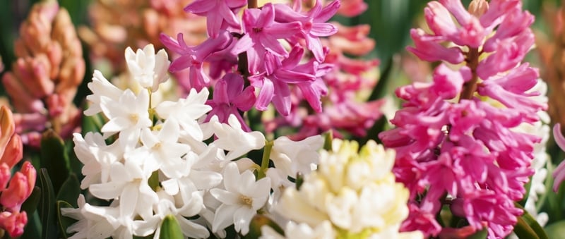 Flowers To Plant In Spring