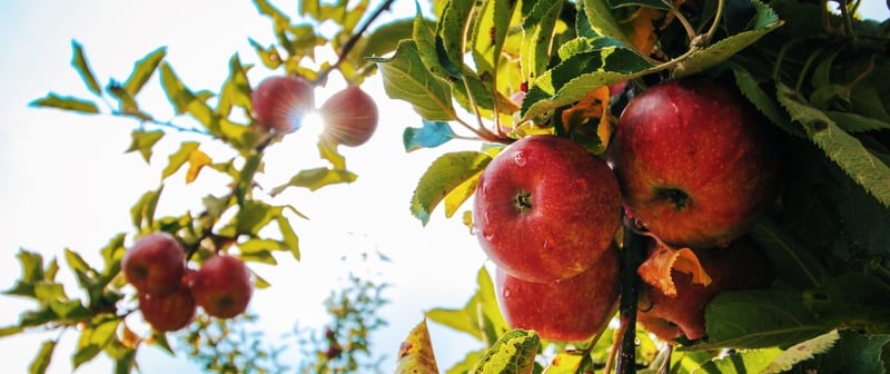 Top Fruits To Grow In Spring