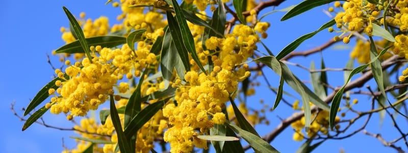 Australian Native Plants For Dry Shade