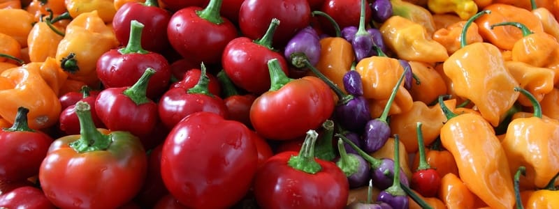 Best Vegetables to Plant in Summer